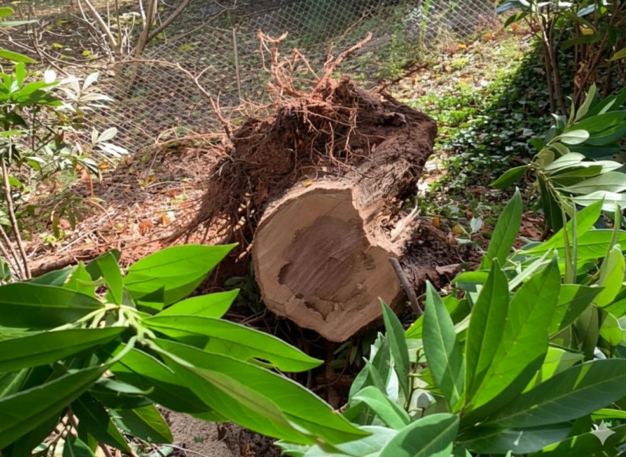 stump removal Canton GA