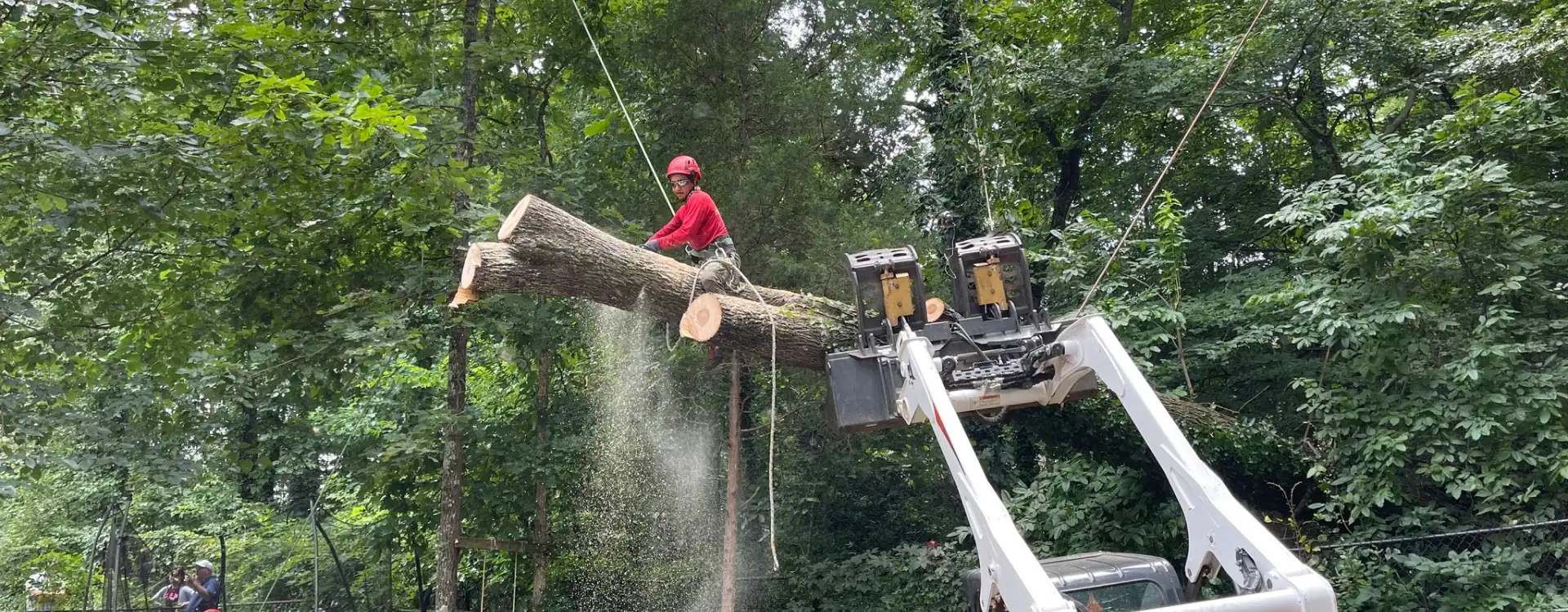 Scarlet Oak Tree Service Canton GA Hero 1