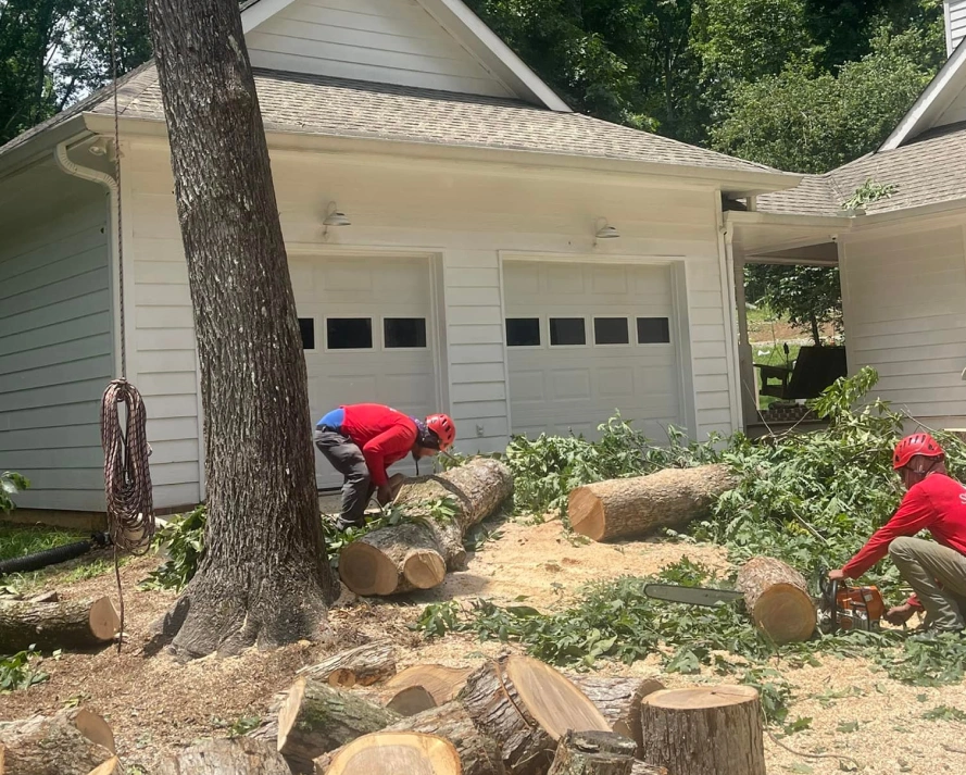 Tree removal Canton GA