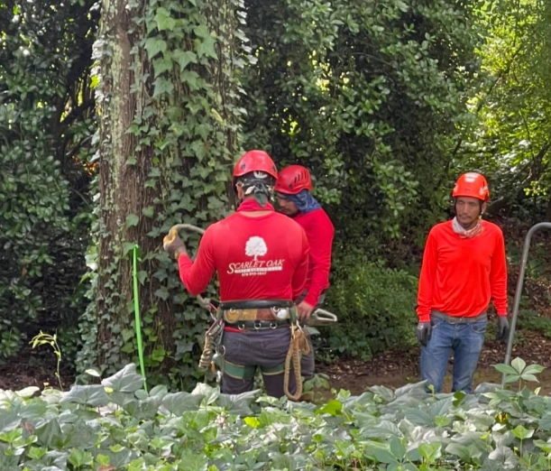 tree services in canton ga