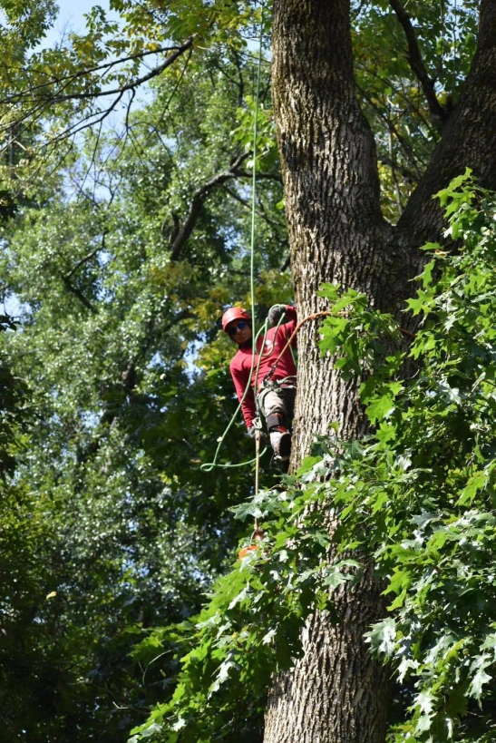 scarlet oak tree services canton ga 149